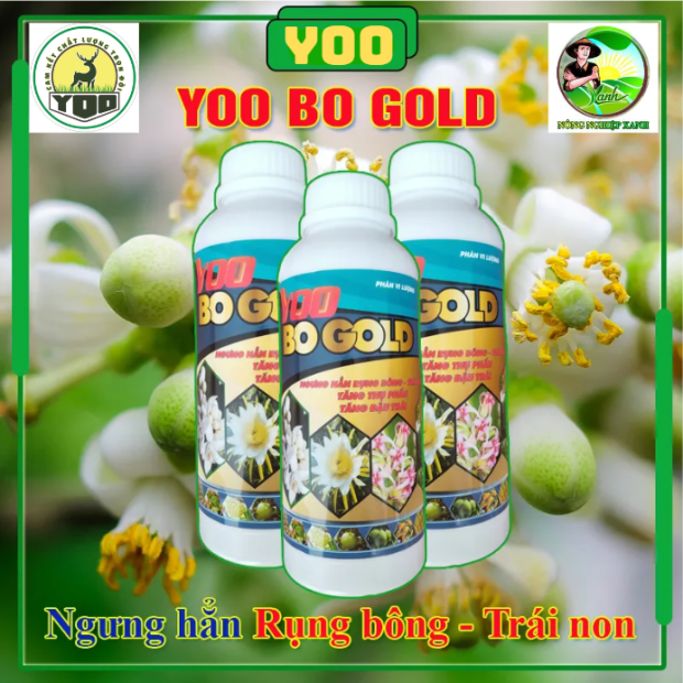 YOO BO GOLD | NHƯNG HẢN RỤNG BÔNG - TRÁI NON